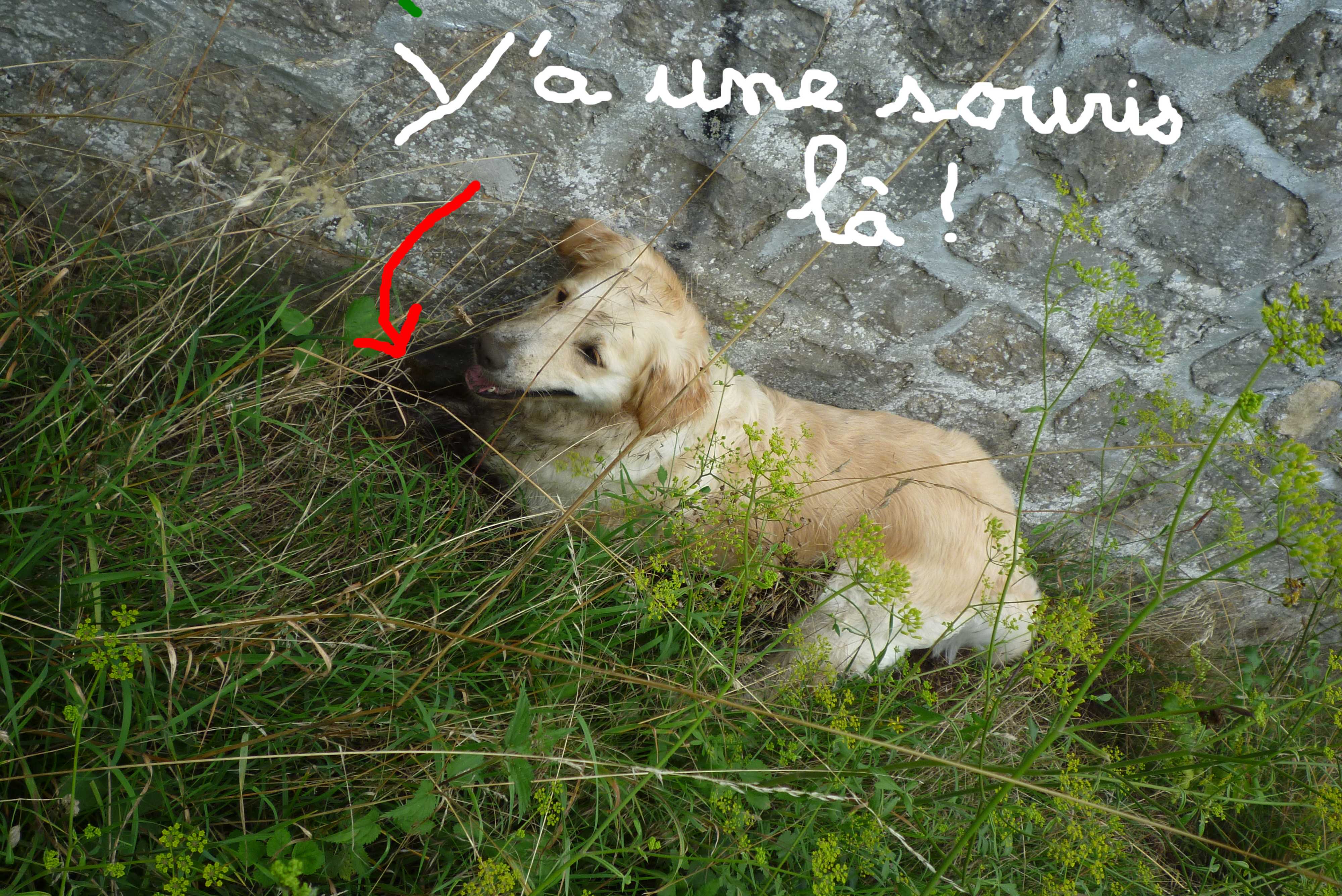 voir l'image en taille r�elle