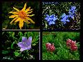 Fleurs Alpines