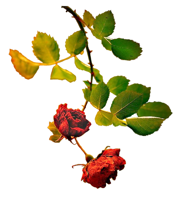 fleurs