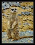 Animaux
