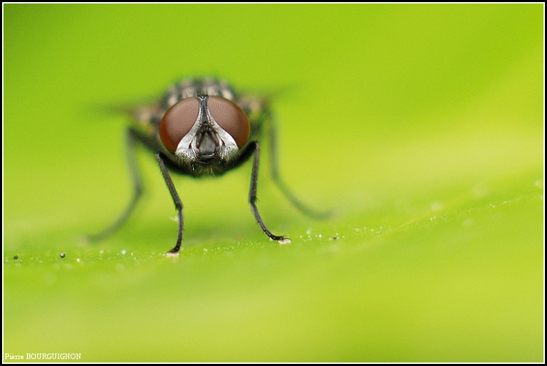 Mouche domestique (musca domestica), photographies animalires par Pierre BOURGUIGNON, photographe animalier, Belgique
