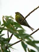 serin