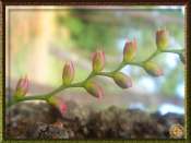 Nature-en-détail-92