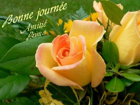 voir l'image en taille réelle