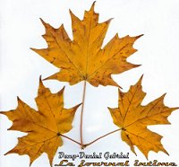 ddg feuille automne