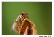 205_23102010-_ciccadelle