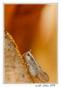 203_23102010-_ciccadelle