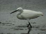 Aigrette