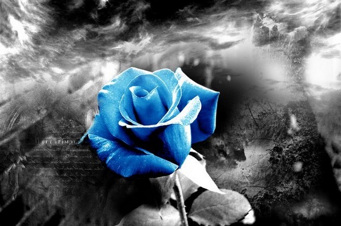 A l'heure où meurent les roses dans Mes poèmes 101030013032803577018752