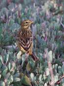 Pipit