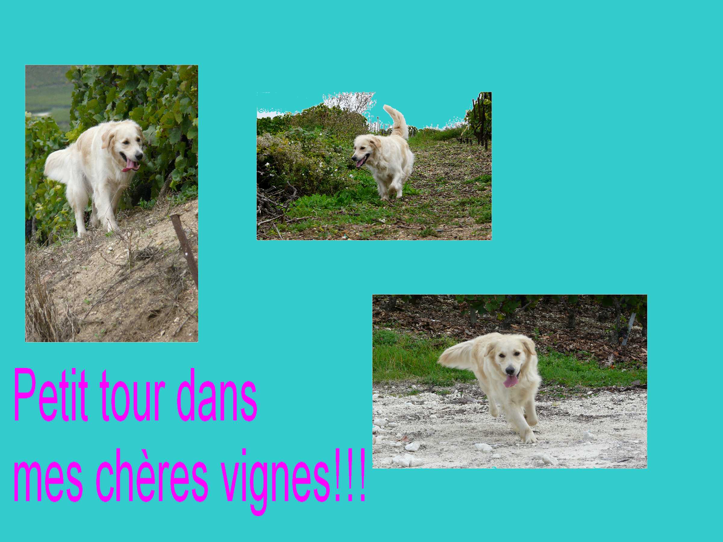 voir l'image en taille r�elle