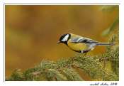 007_07112010-_charbo