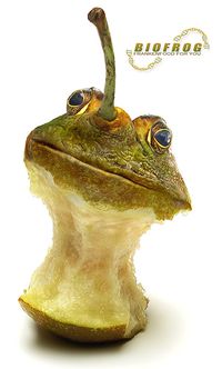 hebergeur image