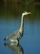 Heron_cendre_18