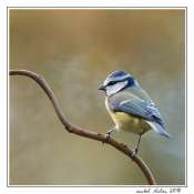 015.15112010-bleue