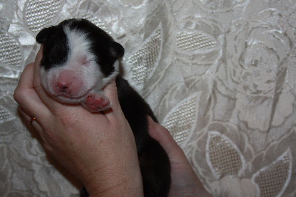 hebergeur image