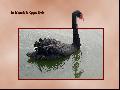 cygne
