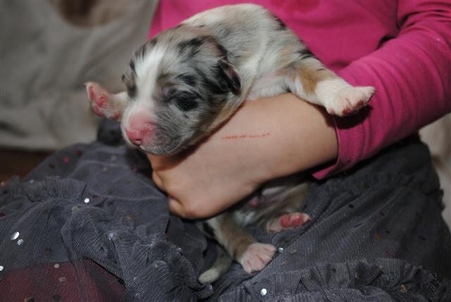 hebergeur image