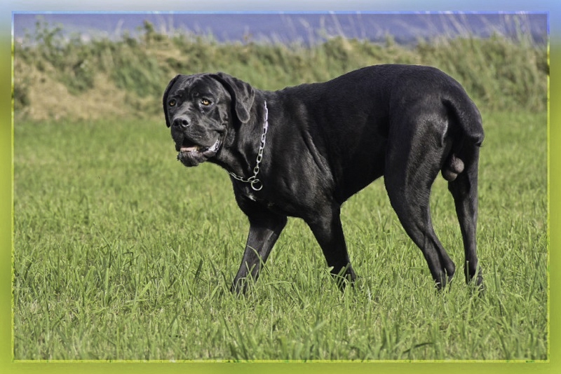 Shaman, un autre cane corso 1008260839261009436636967