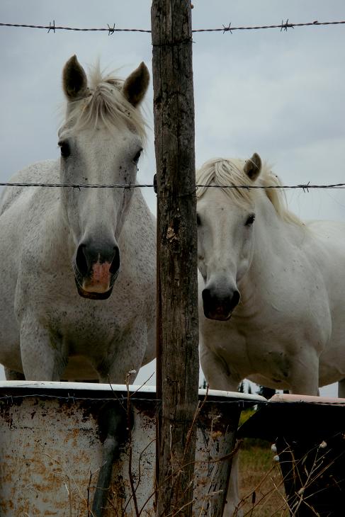 Les étalons Camarguais ! 1009060950451151746704130