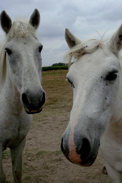 Les étalons Camarguais ! 1009060951281151746704135