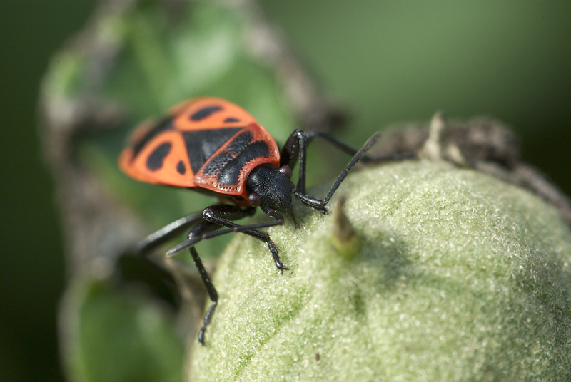 pyrrhocoris apterus ou gendarme ou suise 100909051921984886718349