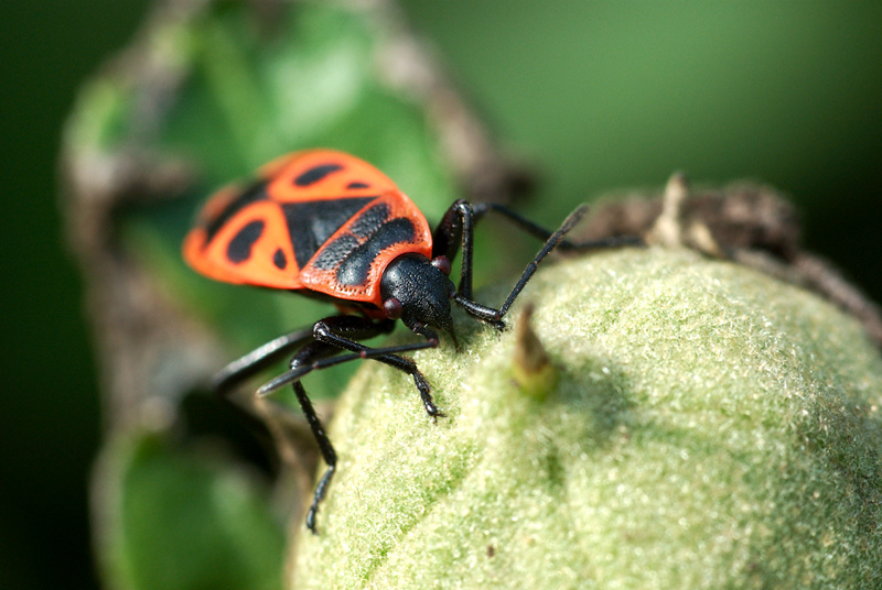 pyrrhocoris apterus ou gendarme ou suise 100912041445984886734916