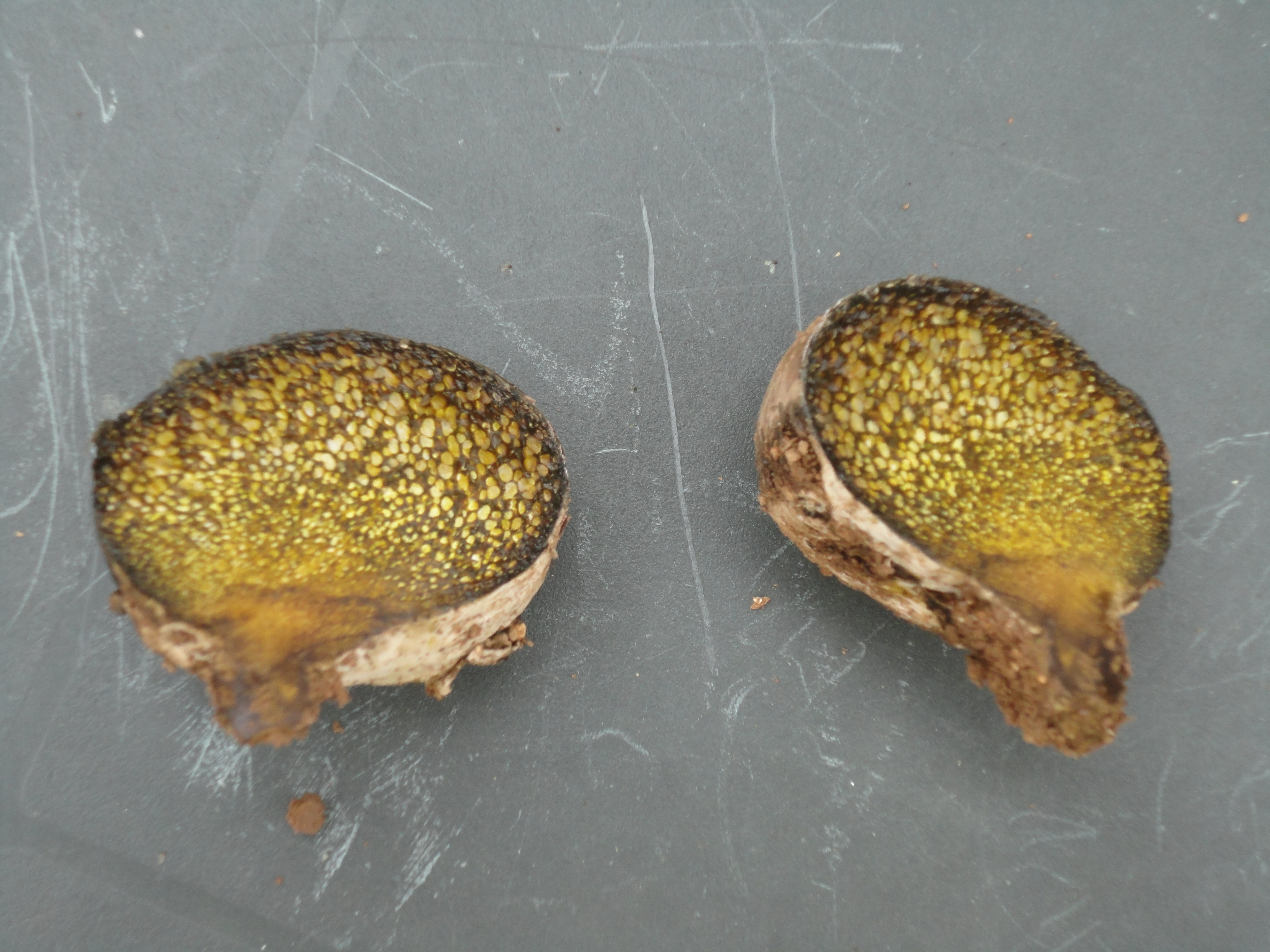 champignon sur CV M6 002