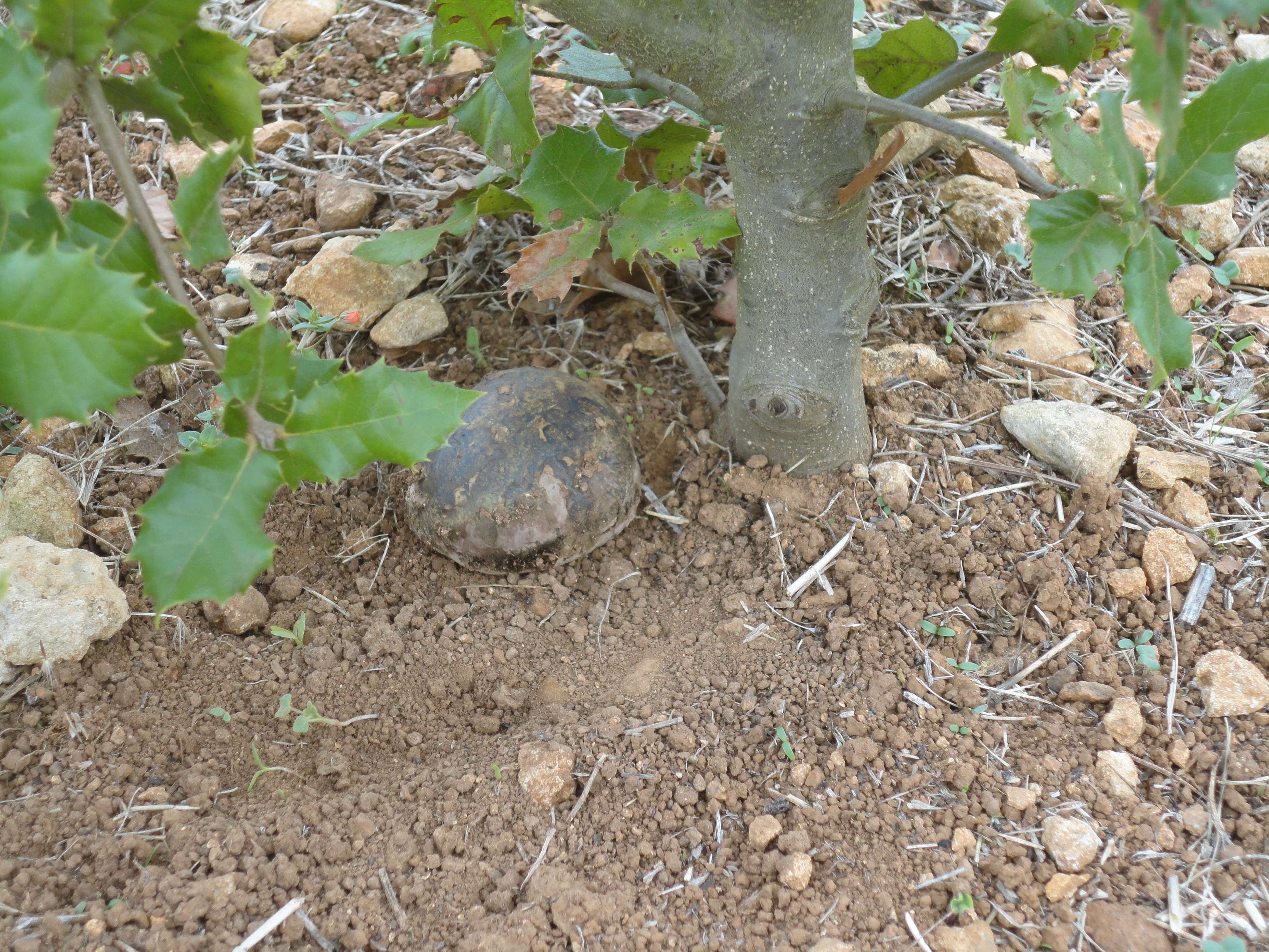 champignon sur CV M6 001