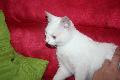 Alba(Nala) chaton blanc de 3 mois  Mini_100928075641556936835929