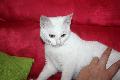 Alba(Nala) chaton blanc de 3 mois  Mini_100928075755556936835937