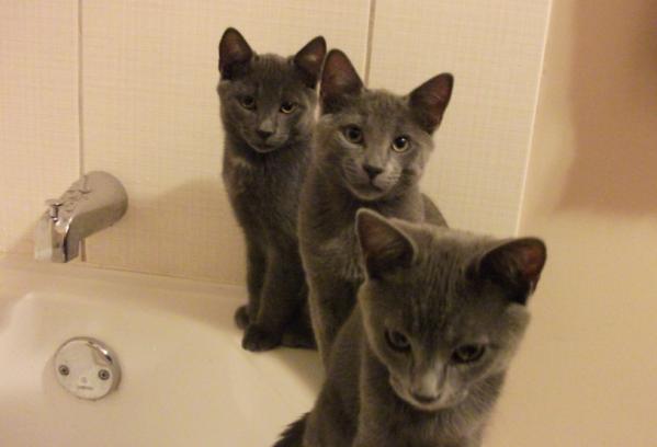 Tchat, Coyote et la p'tite bain