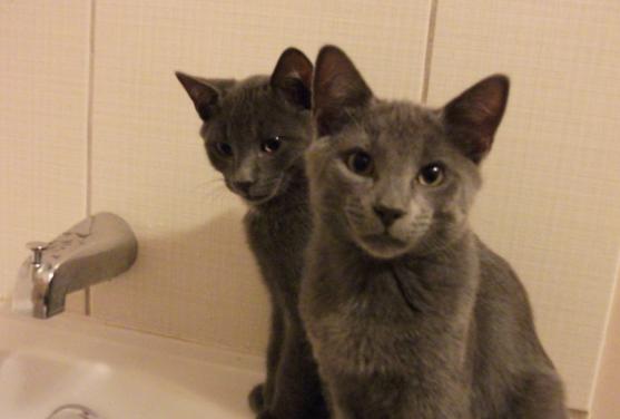 Tchat et Coyote presque 4 mois..