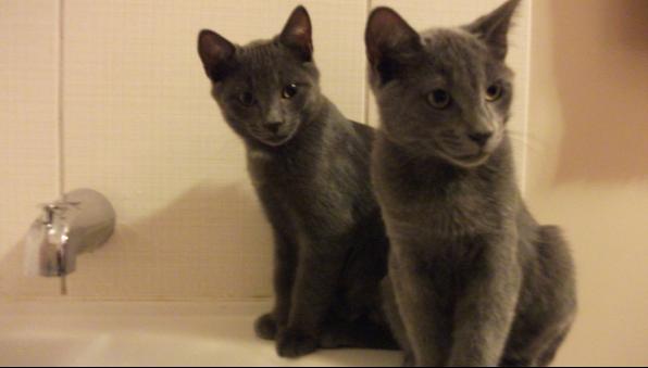 Tchat et Coyote bain 2