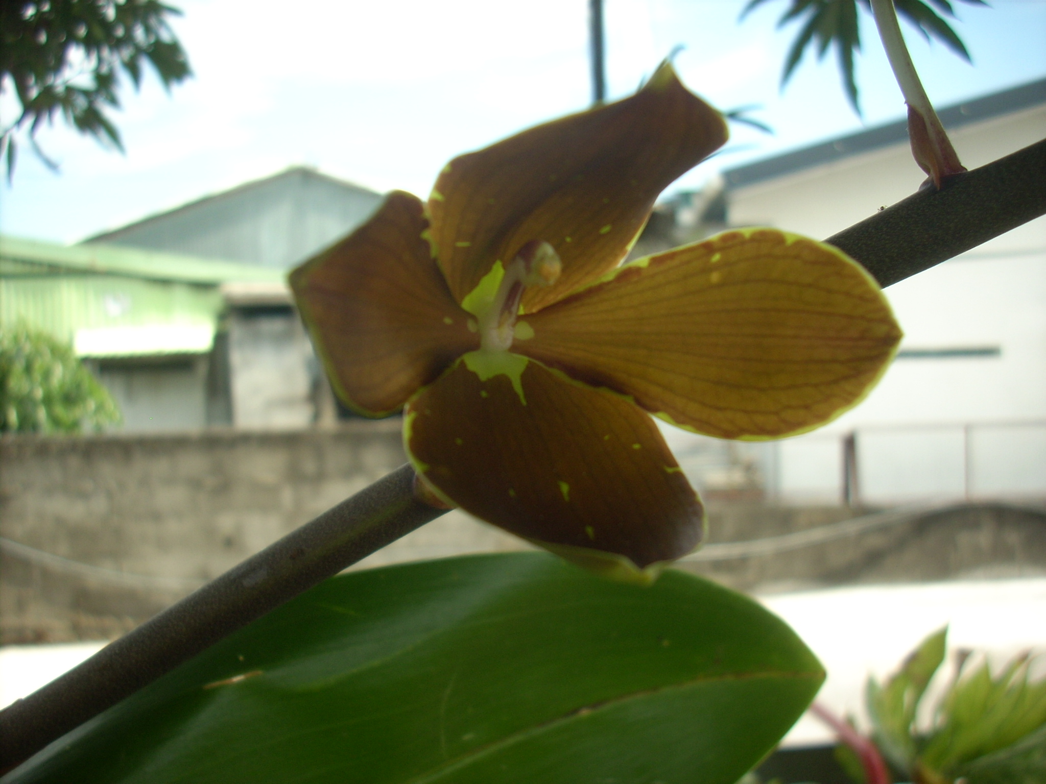 Ma toute première orchidée, un Phalaenopsis... - Page 2 1010210216471077556962885