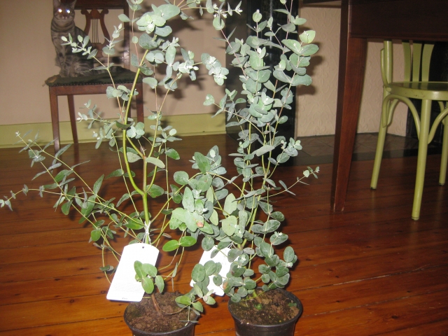 Eucalyptus gunnii 1010230237271141846974411