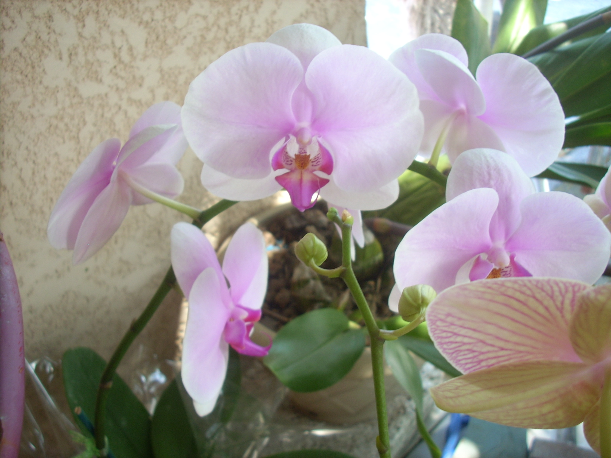 Ma toute première orchidée, un Phalaenopsis... - Page 2 1010260837031077556998164