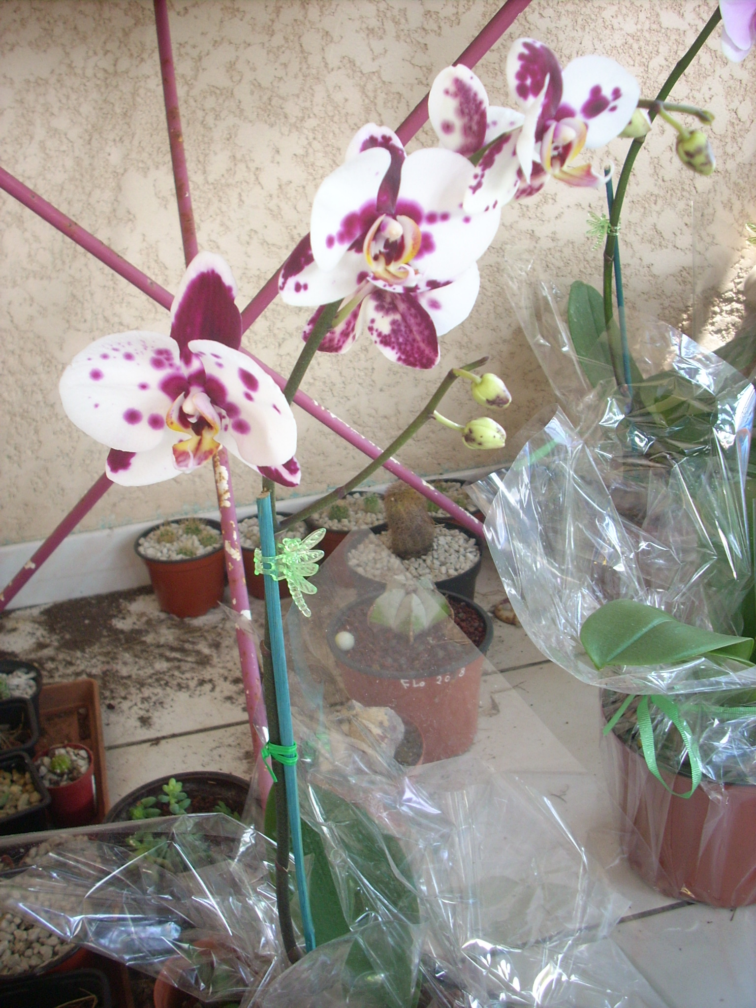 Ma toute première orchidée, un Phalaenopsis... - Page 2 1010260837041077556998170