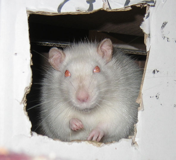 Que pensez vous des rats au yeux rouges? 101029024353380207015234