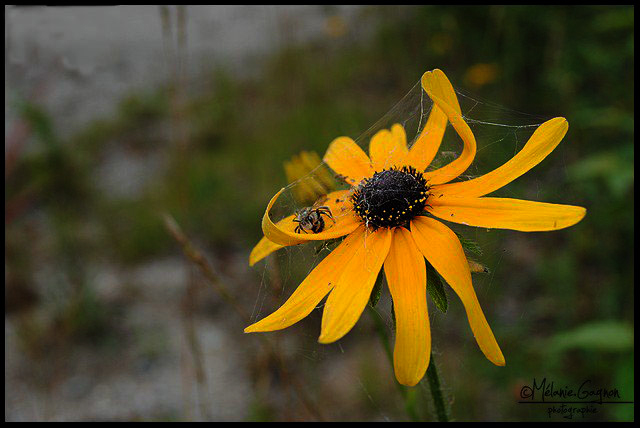 Deux fleurs 1011090957471025397083667