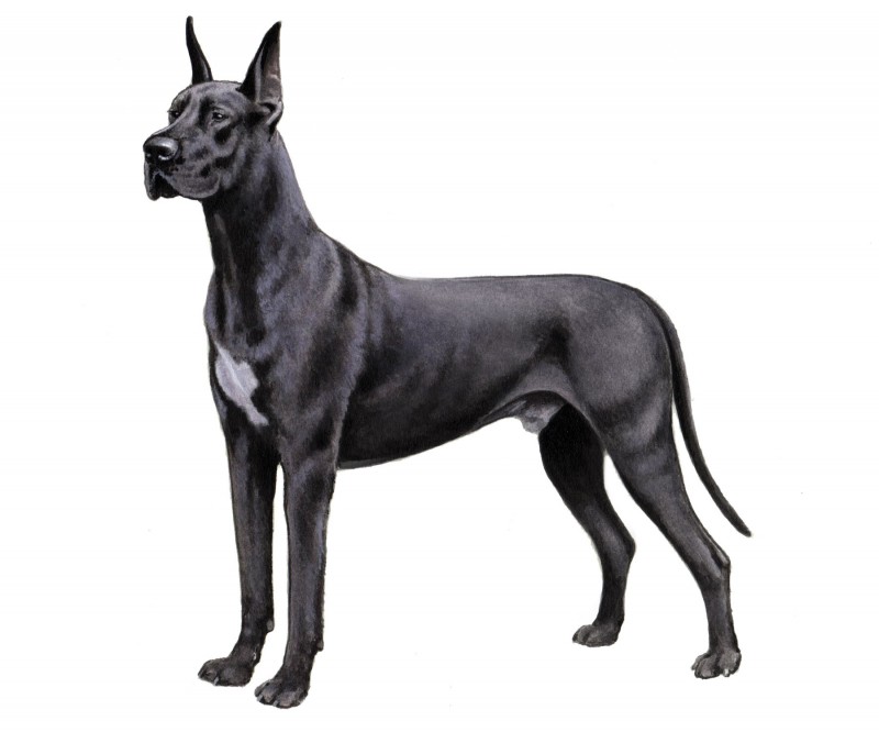 Great_Dane