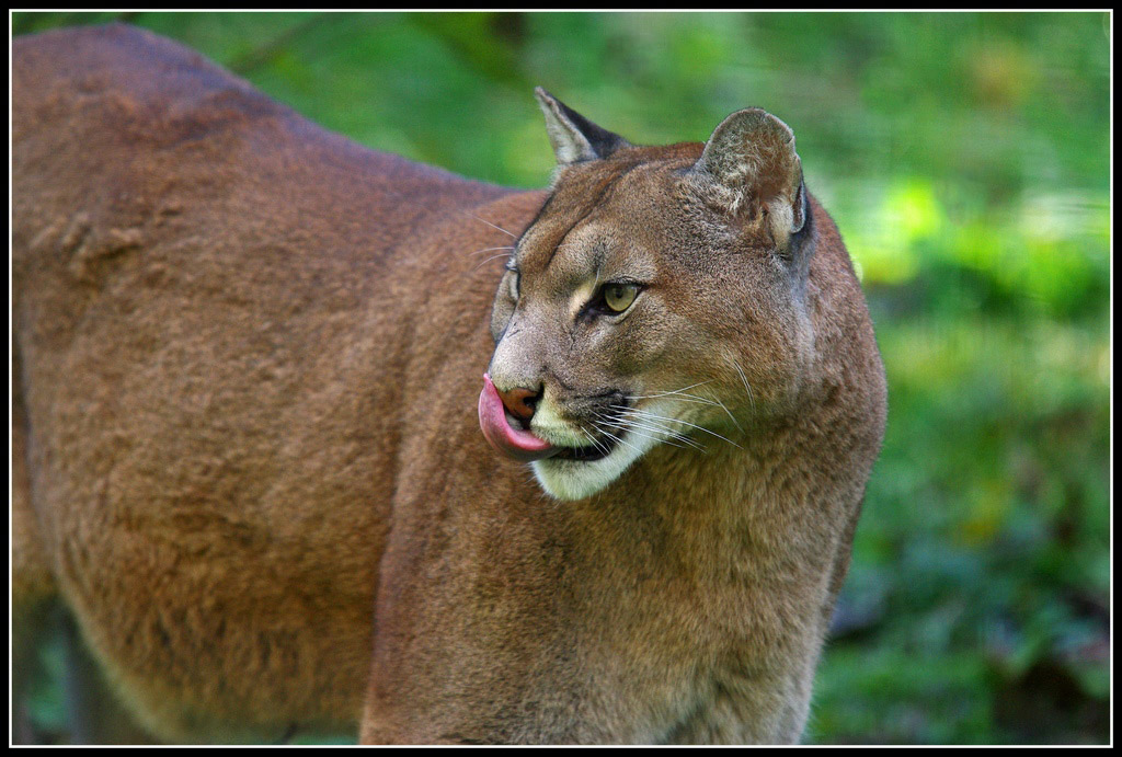 scalpa101112104001755607101736