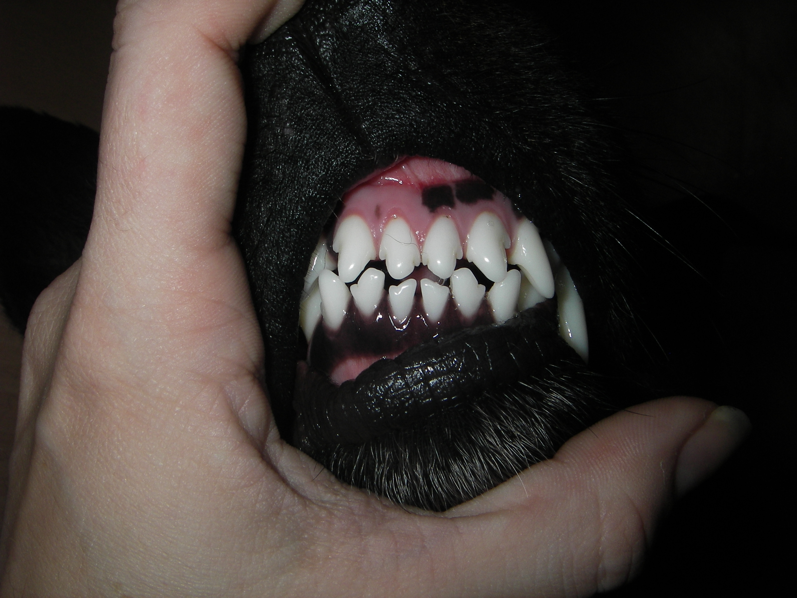 dents hermes mi novembre