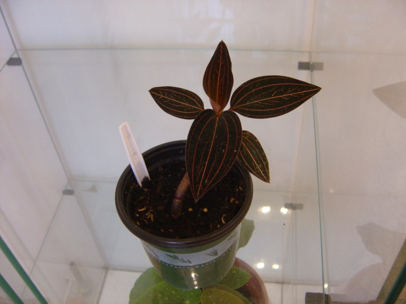 Ludisia discolor: Orchidée terrestre = Liens et ma plante 101121070252273947161850